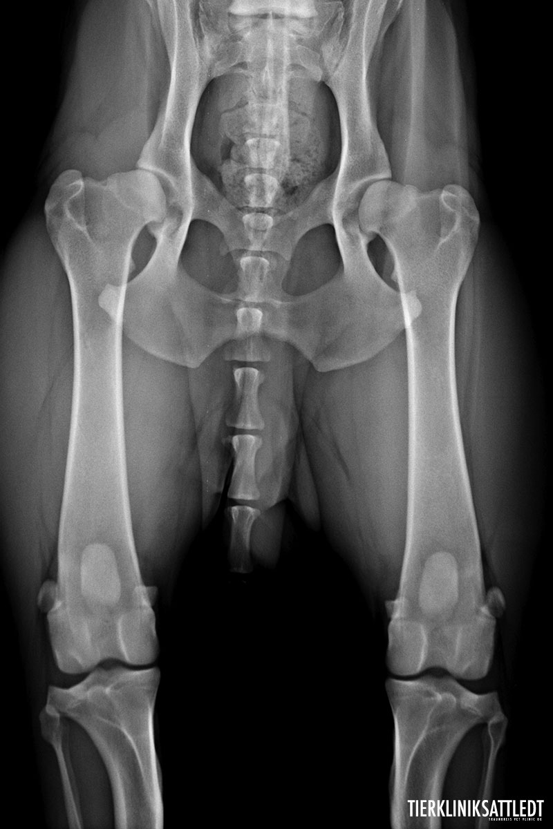 Röntgenaufnahme der Hüftgelenke eines Hundes: Die Gelenkspfannen sind zu flach, beide Oberschenkelköpfe sind stark verändert. Es liegt beidseitig eine hochgradige Arthrose vor.